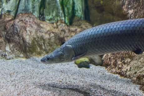 O gigante da Amazônia