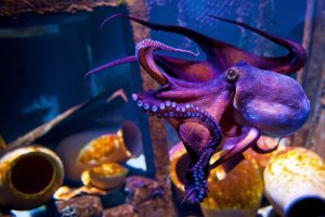 O polvo roxo: conheça seu habitat e seus costumes