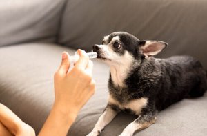 Prebióticos para cães: tudo que você precisa saber