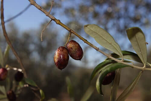 Propriedades das folhas de oliveira como antibiótico para cães