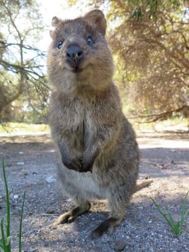 História do quokka