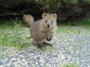 Quokka: conheça o animal mais feliz do mundo