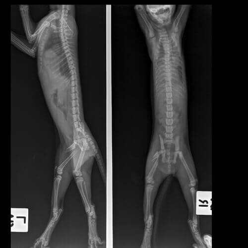 Radiografia de gato