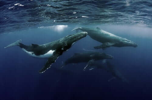 Baleias nadando juntas