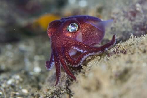 Polvo roxo da espécie Rossia pacifica