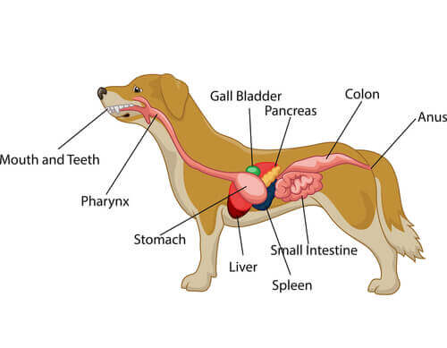 O sistema digestivo dos cães