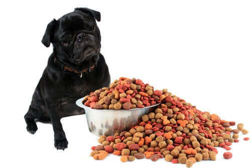 O sistema digestivo dos cães