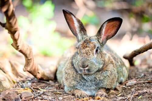 O que causa a obesidade em coelhos?