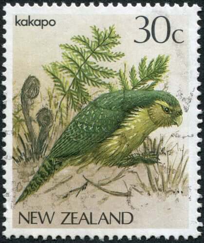 Kakapo, uma ave da Nova Zelândia