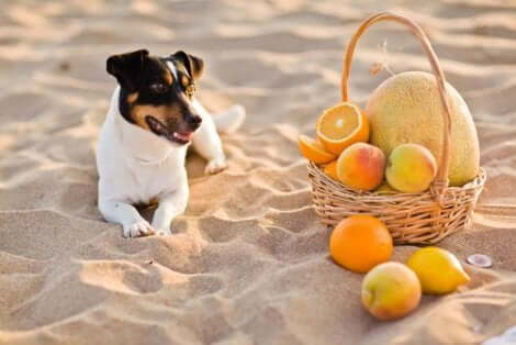 Uso clínico da vitamina C para cães