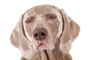 Vitiligo em cães: o que é e quais são os seus sintomas