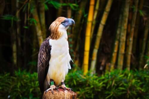 A águia-das-filipinas