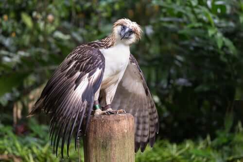 Águia-das-filipinas em seu habitat