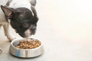 Doenças associadas com a alimentação dos cães