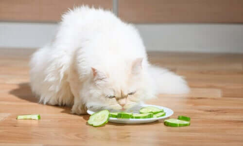Alimentação vegetariana para gatos