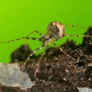 Aranhas-pirata: sobreviver caçando outras aranhas
