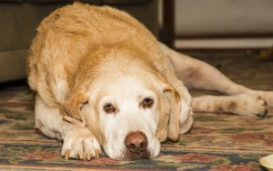 A artrite no labrador retriever