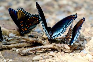 Existem borboletas carnívoras?