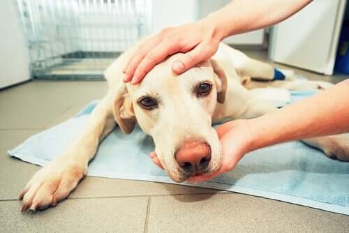 Hemangiossarcoma em cães: sintomas e tratamentos