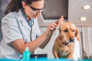 3 sintomas que indicam que o seu cachorro está com uma infecção