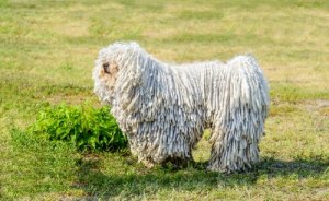 Características e cuidado do puli húngaro