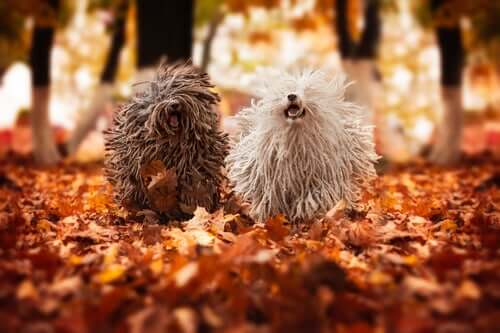 Cães puli correndo em floresta no outono