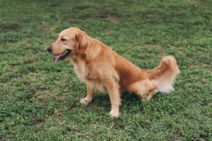 Dietas específicas para cães que sofrem de doença renal