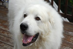 Cão de montanha dos Pirineus: tudo que você precisa saber