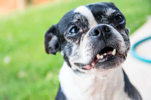 Por que os cães adultos perdem os dentes?