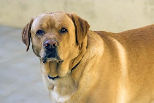 Como a cúrcuma trabalha contra a obesidade canina?