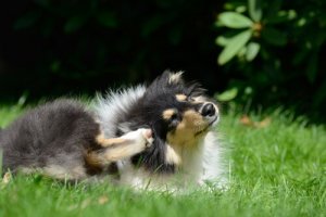 Por que meu cachorro se coça? 3 razões científicas
