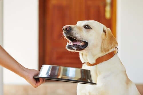 Doenças associadas com a alimentação dos cães
