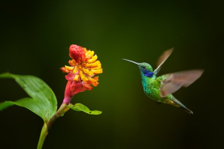 Processo de polinização e migração do beija-flor