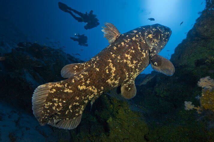 Organismos pancrônicos