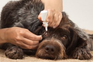 Infecções oculares em cães