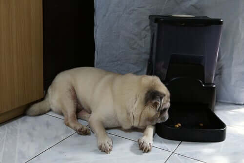 Cachorro ao lado de alimentador automático