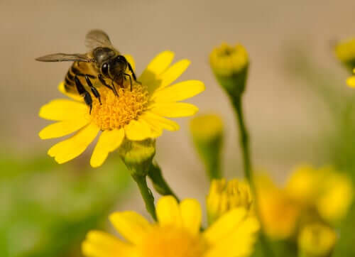 Como as abelhas produzem o mel?
