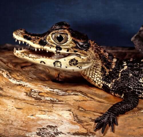 Vírus que afetam os crocodilos