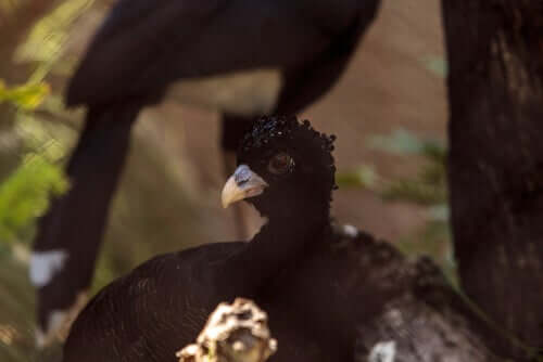 Espécies de aves