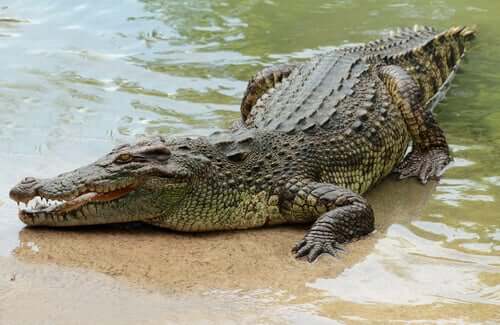 Crocodilo na beira da água