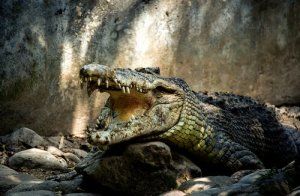 5 vírus que afetam os crocodilos