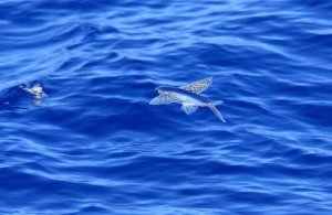 Peixes voadores: curiosidades e características