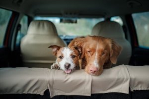 Consequências de deixar um cachorro sozinho no carro