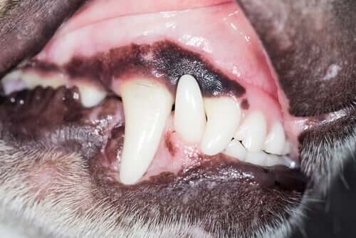 Higiene bucal dos cães