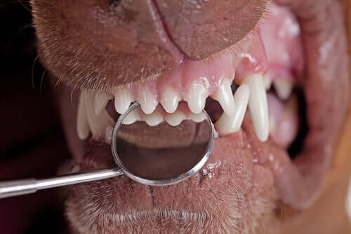 Fatores que enfraquecem a dentição canina