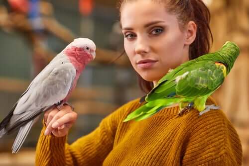 5 dicas para ensinar um papagaio a falar