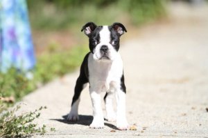 Estrabismo em cães: causas e tratamentos
