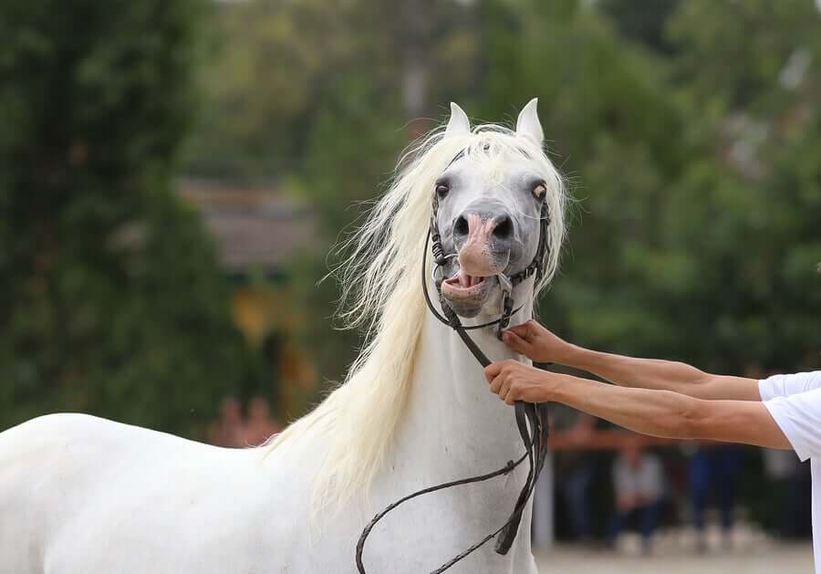 O que é a etologia clínica equina
