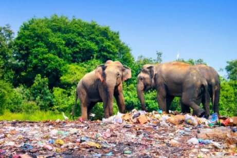 Elefantes em local cheio de lixo