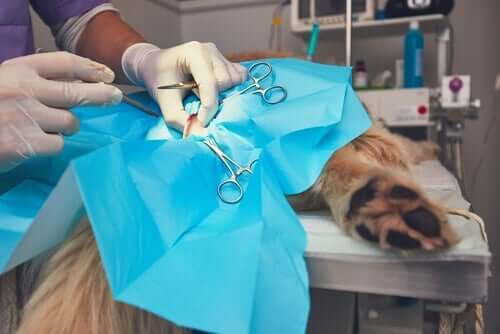 Cachorro fazendo cirurgia